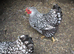 Silver Laced Wyandotte Bantam hens ( broody  or in lay)