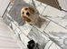 Only male puppy