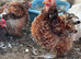 Millefleur Pekin bantam chickens