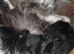 2 female Lynx Ragdoll x Kittens 11 weeks old Ready for their forever homes!