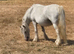 Welsh x Mare 13 years young