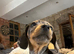 Miniature Dachshund