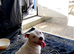 White bitch 11 month old