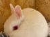 **TINY**Netherland dwarf rabbits