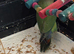 One baby love bird for sale