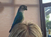 Conure and quaker for sale