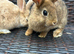 Bunnies for sale now! 2 Females left well bonded