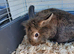 Mini lop bucks