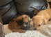Frenchie Poo Puppies