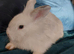 Male lionhead mixed breed rabbits