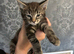 2 male half Mainecoon kittens left