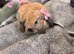 Ready Now! Gorgeous Mini Lop Babies!