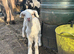 Baby&rsquo;s 10 weeks old goats boy in tacked and little girl goats for sale mum is toganburge