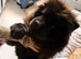 2 year old male chow chow