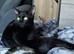 Beautiful Bombay x BLH kittens