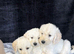 Beautiful labradoodle from a council licensed breeder