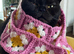 Beautiful BSH Kayleigh 7 years old