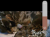 Miniature Dachshund puppy's for sale