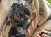 2 x dapple miniature dachshunds