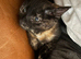 Tortoise Female Black Ginger Kitten