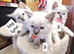 Ragdoll Kittens &ndash; Loving Home Raised&rdquo;