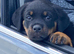Top pedigree kc reg Rottweiler for top bloodline show parents