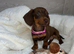Miniature dachshund