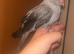BABY INDIAN RING NECK FULLY TAMED AND FRIENDLY REDUCED £450