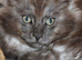 TICA reg Maine Coons - Ready to leave