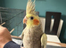 Friendly female baby cockatiel