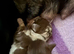 gorgeous mini dachshund girls