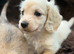 KC reg, English cream Miniature Dachshund puppies