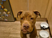 Staffy cross for sale