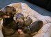 4 Male French Bulldog Puppies for sale