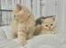 ️️ BRITISH SHORTHAIR CREAM KITTENS READY NOW