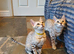 Very Beautiful TICA Registered Bengal Kittens.