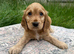 Stunning Show Type Cocker spaniel pups