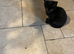 Lovely Playful Kittens Ready Now