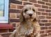 F1 Cockerpoo puppies ready to leave