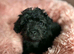 Shihpoo puppies