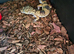 5 month Leppard gecko and tank and everything comes with it