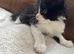 kitten 8 week cross maine coon