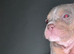 Absolutely stunning American bully's 8 weeks old
