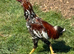 Aseel cross shamo cock bird 8 months old