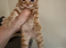 Beautiful Maine coone /shorthair kittens for sale