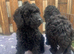 Toy poodle puppies