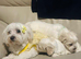 Maltese last boy puppy