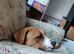 Luna the Mix Breed