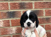 Cocker spaniels puppies