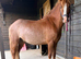 Red, 12.1/2 Welsh Cross gelding